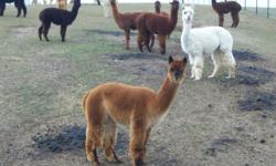 Healthy, happy male alpacas for sale to good homes only. All are halter trained and some have been used for 4-H. Breeding males have well known pedigrees and have won championships in shows.
Alpacas are quiet, gentle animals and produce beautiful fiber