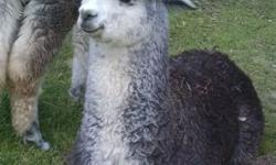 Several alpacas available, all ARI registered.
Ask about package deals.
Call or text Teresa at 573-424-5257.