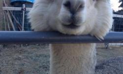 Offering quality studs at exceptionally low price - a grey huacaya male who has been breed a few times (expecting baby in June). Also, a suri alpaca stud (limited time - due to purchaser transporting to North Carolina this summer) He is out of two