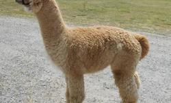 We have both huacaya and suri Alpacas with bloodlines from HHWI Craftsman by Goldsmith, Timotoe, Hemingway, PPeruvian Augusto, 6Peruvian the Saint, Accoyo Bently, El Nino, and Bolivian Black Thunder on the Huacaya side. Pervian MacGyver, SGar's Peruvian