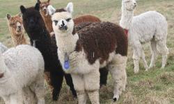 The PERFECT Earth friendly livestock! Great prices and huge selection. Males $150. Take your pick from white, beige, fawn, silver-grey, rose-grey, brown, and black. Produce your own fiber. We are located near Olympia WA at Alpacas of America - the largest