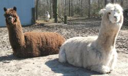 Alpacas for Sale.
I have 2
Both neutered males
3-year olds
Have been in Petting Zoo.
1 is white and 1 is brown.
$250.00 each or both for $400.00