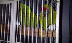 Military Macaws $1,300 for the pair. not sure of their exact age but told they are in their teens with lots more breeding years. They are the cutest couple as they hold hands and blush when nervous. They are very tame and manageable for macaws. They lay 2