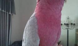 really amazing umbrella cockatoo sold to me by richard allen of az bird farm as an egg laying guaranteed female.dna'd as a male.
when i got it from the airport,i already told him it is a male but he swear that he was there when it laid egg.so i sent a dna