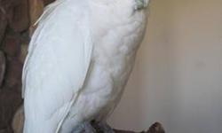 We have 1 sweet Ducorps Cockatoo female handfeeding! Ducorps are one of the most amazing Too species as pets! They are known for being quieter than other Toos (they can still be loud at times), they are extremely affectionate and playful, and they make