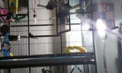 The amazons name is Alex he is 7 and friendly talk 600 with huge cage. Sunconure is sweet and whistles 2 years old. Both males 200 with cage.