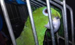 Amazon - Birdie - Medium - Senior - Male - Bird
HELLO! My name is Birdie and I am a beautiful Orange Winged Amazon. I am looking for a new place to call my forever home. I enjoy spending my days eating fruits and seeds; showing off my amazing climbing