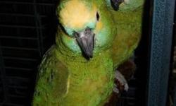 Amazon - Charlie - Large - Adult - Female - Bird
Charlie is a 35 year old yellow-headed parrot. Her most recent owner had her for 6 years and referred to her as a boy, but Charlie often says "Who's a good girl?" So we think maybe she's a girl. She is