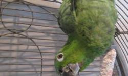 Amazon - Crazy Bird - Medium - Adult - Male - Bird
Crazy Bird is an adult male Blue Fronted Amazon. He was surrendered to us with 3 other birds when the owner fell ill and could no longer care for them. He does not do well outside his cage with other