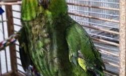 Amazon - Hawkeye - Large - Senior - Female - Bird
Hawkeye is an approximately 36 year old DNA-sexed female Red-Lored Amazon. She is tame and handlable and in good feather. She has lived in one home all her life and now her owner is 93 and going into a