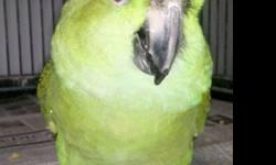 Amazon - Lucky - Medium - Adult - Bird
Note: We do not ship parrots and generally adopt only within a 200-mile radius of Fargo, North Dakota. A pre-adoption home visit by a member of our adoption committee is required for every adoption. Adoptions are not