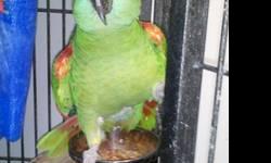 Amazon - Murphy - Medium - Adult - Bird
Note: We do not ship parrots and generally adopt only within a 200-mile radius of Fargo, North Dakota. A pre-adoption home visit by a member of our adoption committee is required for every adoption. Adoptions are