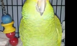 Amazon - Murphy - Medium - Adult - Bird
My name is Murphy! I am Yellow-naped Amazon. I am a little cage aggressive so I do step on to a stick first when coming out of my cage. Once I am away from my cage I enjoy just hanging out where the action is. I