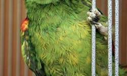 Amazon - Paco - Medium - Adult - Male - Bird
Paco is learning how to sing 'Somewhere over the Rainbow'!
Paco is a Mealy Amazon who came to the sanctuary with several other birds from California when his owner could no longer care for them. Mealy Amazons