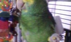 Frankie is a 2 year old Amazon Parrot. Talks a little. Comes with cage. Looking for a good home and time. Please call 912 282 6676 for more info.