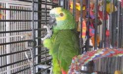 Amazon - Petrie - Medium - Adult - Male - Bird
Petrie is an adult male Mealy Amazon. He is a wild caught and was brought to the US almost 40 years ago. He loves interacting with people, does his amazon calls at sun rise and sun set, and loves to play with
