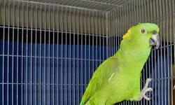 Amazon - Skeeter - Large - Adult - Male - Bird
This is Skeeter, he is a Double Yellow Headed Amazon and he likes men ONLY. He is very cage aggressive towards other people however is very loving towards his person. He is very intelligent and talks a LOT!