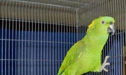 Amazon - Sneakers - Medium - Adult - Male - Bird
Sneakers is a 20 year old male Yellow Nape Amazon who would love to be your friend. Sneakers is still a little shy fearful so he would do best in a home with an experienced family to help him gain some