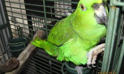 3 yr old Amazon Yellow Nape, very talkative,large bird that love's fruit & nuts, needs to be experienced bird person. Not noisy or a screamer,$799 OBO, cage not included for this price!!! call 904-203-9438 Starke,Fl