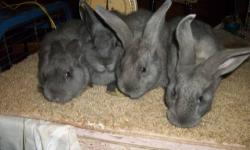 American Chinchilla Rabbits - Pedigreed
5 Does
3 Bucks
Please see www.noblefurs.weebly.com for current weights and availability.
Noble Furs Rabbitry
www.noblefurs.weebly.com
503.383.1832