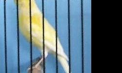 Gorgeous young American Singer canaries, 5-6 months old, beginning to sing. Hobbyist/breeder in St. Louis area. Males $80+ / Females $40. Great choice of colors, if you hurry-- yellow, orange, cinnamon.