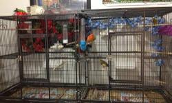 I have both male and female canaries- blue, green, variegated, and cinnamon. Males are $60.00 and females are $55.00. Please contact me at 972-562-3742 or email me.