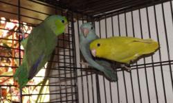 I have a hand fed American Yellow Parrotlet available. She is very sweet!