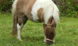AMHA/AMHR Blue Roan Stallion. Permanent and DNA tested. Proven stallion. Color producer!!! Great movement and wonderful personality. Buckeroo and Flying W/ Blue Boy background. Ready to cover your mares. Produced palomino pinto, bay roan, blue roan.
