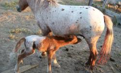 AMHR appy mare miniature horse, bred back for summer 2013 for $600 Lacey Britches (pictured with 2012 colt). Probably bred back to the same stallion that fathered this snowcap colt!! A great mini horse!
her yearling filly AMHR registered, $500 NuJoy