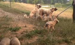 Anatolian pups .... 10 weeks old
2 Males , 2 females , raised on a small sheep farm in Coeur D Alene , Northern Idaho
Pictured with Mom and Dad
Please contact for further details or photos