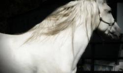 Pure Spanish Andalusian Stallion Standing to the public for the first time in Eastern OHIO he is an AMAZING cross on ANY breed of mare - (Perch x Andalusian = Spanish Norman) (QH x Andalusian = Azteca) All foals can be registered 1/2 Andalusian - his