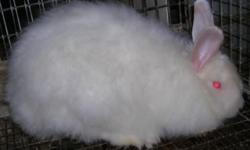 I have three female rabbits for sale the first picture is the white satin than the angora Chestnut female in the second picture she is the large rabbit in the back,the other one is one of her baby, she is a proven doe, a broken black with lilac points and
