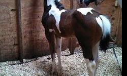 Very fancy bay tobiano colt. He is correct, stylish and has eye catching color. Will be great in the show pen. He will halter as a weanling/ yearling and then ride him later. If you want to be noticied this guy will do it. "Brownie" will be ready when he