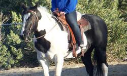 Beautiful APHA Registered Mare, Horse, 9 years old, 15.1 hands, Four months of professional training a few years ago. She has never been bred, loves attention and is very healthy. Clips, ties, bathes, trailers and rides smooth. We have her sire on our