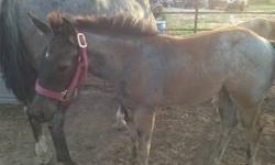 Apha blue roan filly. Asking $1500. Will be at least 16hh when full grown like both her parents. She was born April 04, 2013. Will be ready to go October. She is halter and lead broke now. She will have first equine shots and coggins before going to new