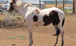 APHA colt. 2 years Good temperament. Start him now and ride him next year. call for me info 503-998-7073