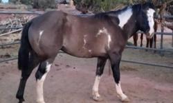 Good disposition has been started he is green broke & good bloodlines. His sire is a grullo and dam is a black overo. He is well built & muscled and he should throw color! He is currently in AZ. Please email me for more info & pictures! Owner is moving