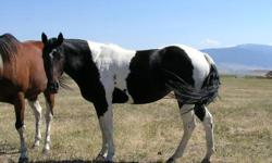 Beautiful APHA 2002 Tobiano Mare #689,839. Would be sold as a Broodmare only. Black and White. Sire is "Prism Scribbles"#432,673. Bloodlines include Painted by Vangogh,Evil Cat& Leo San Cita.