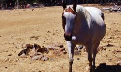 Read ENTIRELY before you call
Trinity Time APHA Registered mare. Blue eye, calm, sound. Easy keeper, easy to handle. You can lead her with a string (no halter, just a peice of string from a hay bale). She is broke to ride, not for beginners anymore