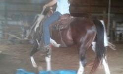 11 year old APHA registered mare. Great trail horse. Current negative coggins. Kids have ridden. Very nice mare, all ready to go. Will consider partial trade for a horse that is at least green broke. Please call or text, do not email.