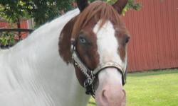 We are offering JC POCO SHABACH at stud again this year for the 2013 breeding season. He is triple registered, APHA, PtHA and ARHA. Homozygous for the tobiano gene so throws a painted foal on any mare.
For several years now he has been putting some very