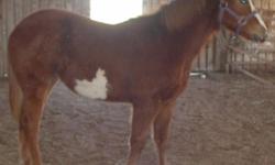 "Rosie" sorrel with roaning filly, gentle, loaded in trailer,2yrs in March, Almost 15 hds now,ready to start under saddle SOLD..
"Dilly" sorrel overo yearling filly. well bred with APHA
and AQHA champs in bloodline. $750
"Siesta" sorrel yearling filly.