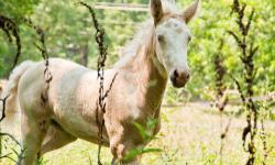 Appaloosa - Blue Sky - Medium - Young - Female - Horse
Blue Sky was born at DHR on Memorial Day of 2012. Her dam, Sierra, is an Appaloosa and her sire, Blue, is a Welsh Pony. Sky has been handled regularly since birth and is very trusting. She gets along