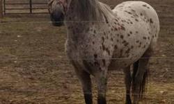 Appaloosa - Coke - Small - Adult - Female - Horse
Look at this gorgeous mare!! She is broke to ride about 14-14.1hh. Very stout great bones. She is approx 12-14 yrs old.
Confident beginner can handle her.
She's been trail ridden alot. Good around traffic