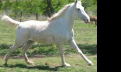 Appaloosa - Dylan - Large - Adult - Male - Horse
CHARACTERISTICS:
Breed: Appaloosa
Size: Large
Petfinder ID: 25224932
ADDITIONAL INFO:
Pet has been spayed/neutered
CONTACT:
Habitat for Horses | Hitchcock, TX | 866-434-3737
For additional information,