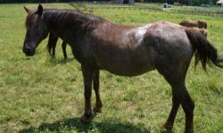 Appaloosa - Gwen - Small - Adult - Female - Horse
Gwen is a small applaloosa that came to the rescue with a pony named Emma because their owners could no longer afford horses. She was a bit standoff-ish at first, but has now become very friendly and will