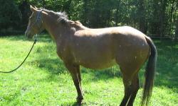 9 year old Appaloosa/Morgan mare. About 15.1 hands high. Flashy coloring with good movement. Green broke, very friendly and willing to learn, has good ground manners and is being worked walk/trot under saddle. Due to a cough she may not be suitable for