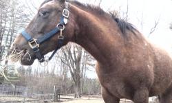Appaloosa - Scarlet - Small - Adult - Female - Horse
Primary Color: Chestnut
Secondary Color: Red Roan
Weight: 100
Age: 2yrs 0mths 3wks
CHARACTERISTICS:
Breed: Appaloosa
Size: Small
Petfinder ID: 23266040
CONTACT:
NHSPCA | Stratham, NH | 603-772-2921
For