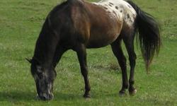 Appaloosa - Spanky - Large - Adult - Male - Horse
Spanky is a very handsome, healthy 9 year old Appaloosa gelding who was literally saved at the last minute from going to a slaughter house. When Spanky first arrived, he was terrified of people, but in