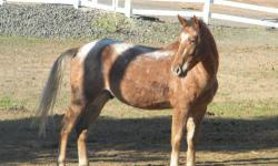 Appaloosa - Ulysses - Large - Adult - Male - Horse
Ulysses is sure a great looking guy! This former riding school horse has earned his retirement, which was awarded prematurely due to a broken knee that has caused permanent lameness. He can not be ridden